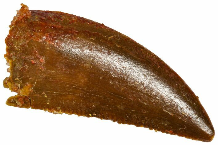 Serrated Raptor Tooth - Real Dinosaur Tooth #360984